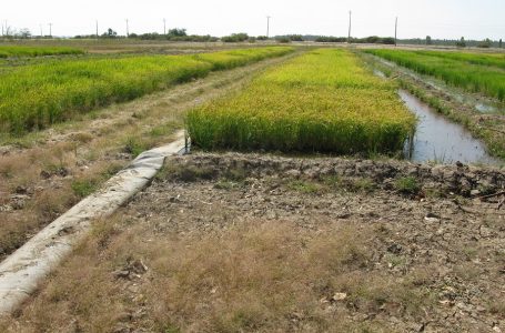 INIA presentó en Parral investigación que busca mejorar eficiencia de uso del agua en arroz
