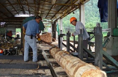 Más de mil millones del pesos serán destinados al sector maderero del Maule