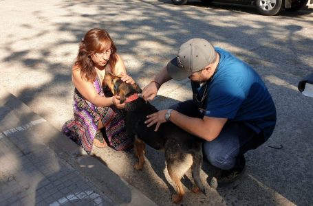 Municipalidad de Colbún impulsa iniciativa de vacunación a los perros callejeros