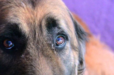 Estudios demuestran que los perros pueden percibir a las personas malas