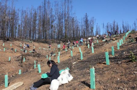 Finaliza proyecto enfocado a la reforestación nativa en Santa Olga