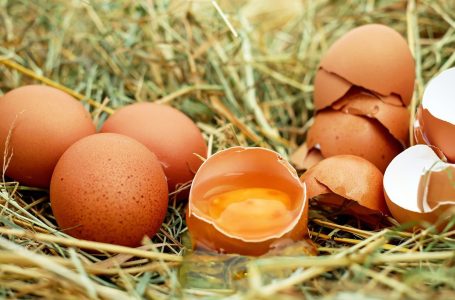 Maulinos presentan innovador proyecto para mejorar calidad de los huevos