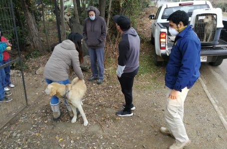 Labradores que sufrían maltrato animal fueron rescatados por personal de la PDI