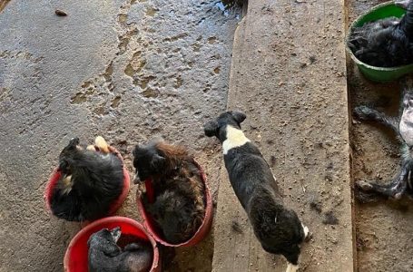 Investigan denuncia de maltrato animal en canil municipal de Curicó