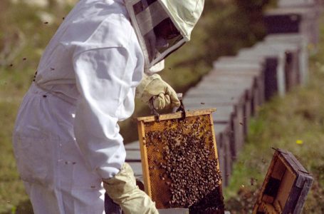 Se espera regular actividad apícola y el cuidado de las abejas