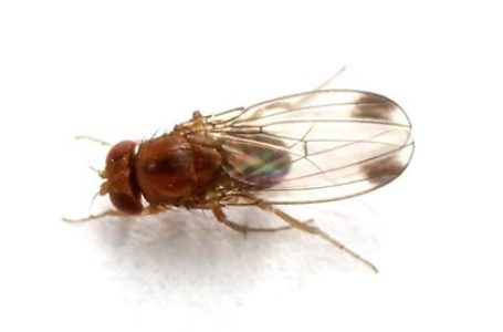 Agrícola Central llama a los agricultores del Maule a realizar monitoreos y aviso de capturas de Drosophila