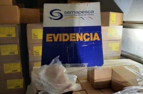 Trabajo de inteligencia de Sernapesca arrojó incautación  de 11.300 kilos de merluza común ilegal