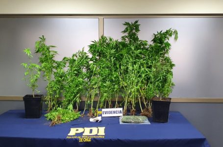 98 plantas de cannabis sativa se incautan en Constitución