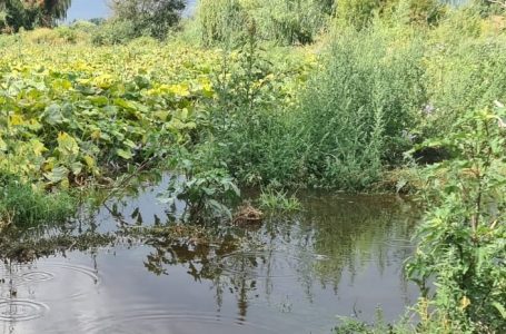 Llaman a productores maulinos afectados por sistema frontal a informar sus daños