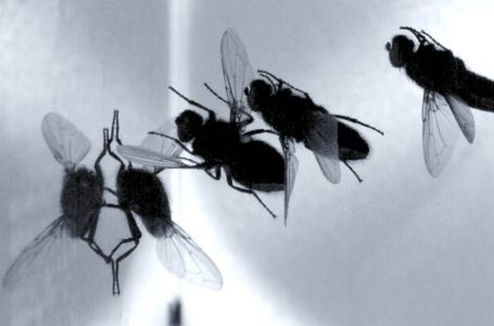 Proliferación de moscas es efecto de lluvias en verano