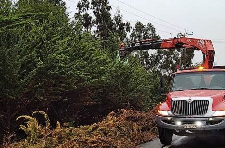 Debido al viento y lluvia: 29 mil clientes permanecen sin suministro eléctrico en el Maule