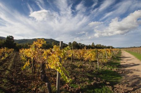 Los atractivos de San Javier son destacados a través de Descubre el Maule