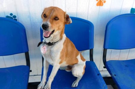 Bomberos de Curicó piden ayuda para encontrar a su perro guardián