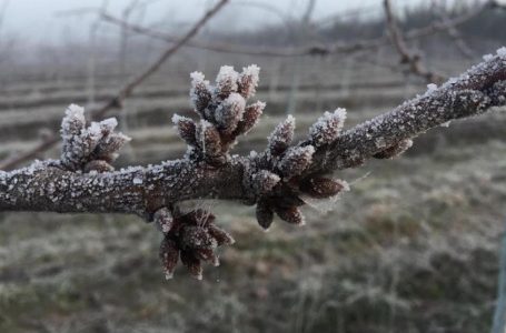 Web pone a disposición herramienta gratuita de acumulación de horas frío para la agricultura  