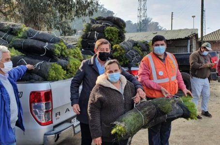 Corma ayuda a impulsar reforestación de bosques que se quemaron en comunas del Maule