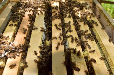 Investigadores crearán sistema de apoyo a producción de miel que fomenta adaptación al cambio climático en rubro apícola