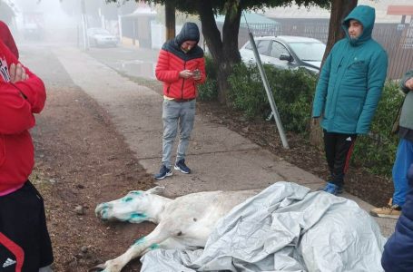 Municipalidad de Curicó entregó atención veterinaria a caballar golpeado por el tren