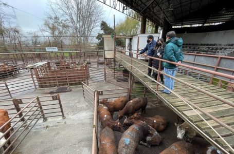 Autoridades acompañan fiscalización a feria ganadera de Curicó