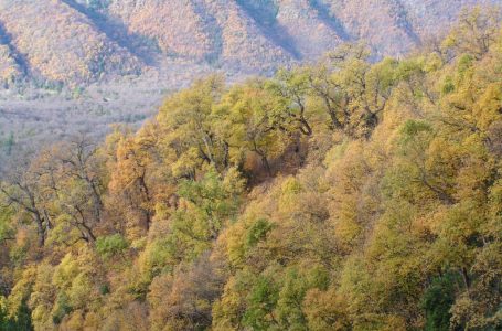 Alianza público-privada fortalecerá manejo sustentable del bosque nativo maulino tras convenio suscrito